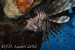 There are lots of invasive lion fish in the area where I'... by Joseph Lambert 
